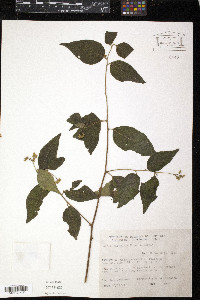 Cordia bifurcata image