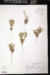 Cryptantha crassisepala image