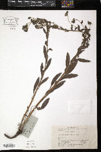 Cynoglossum amabile image