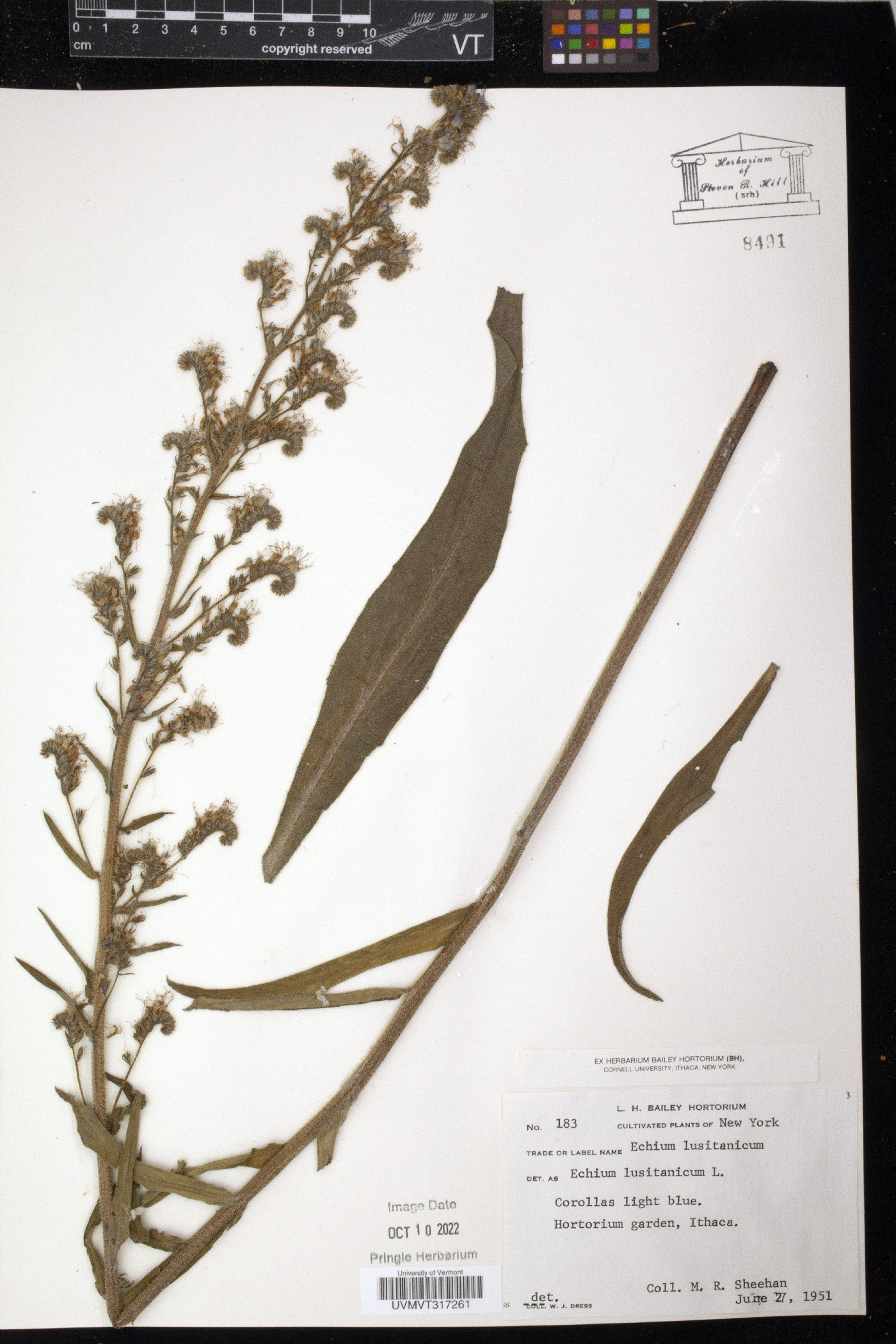 Echium lusitanicum image