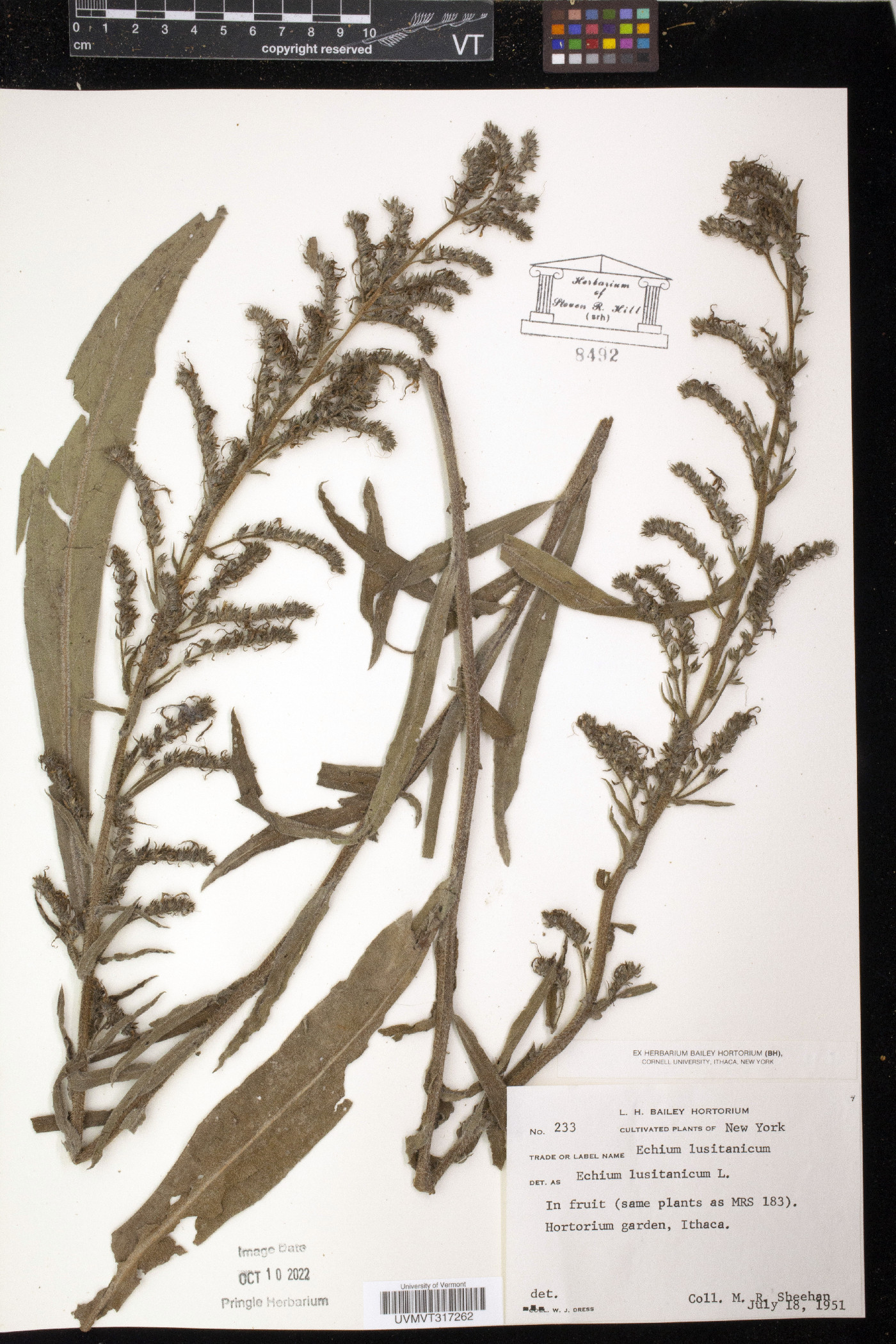 Echium lusitanicum image