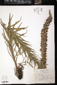 Echium rubrum image