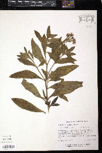 Heliotropium amplexicaule image