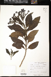 Heliotropium arborescens image