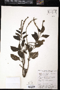 Heliotropium indicum image