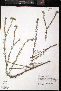 Heliotropium polyphyllum image