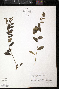 Lithospermum tuberosum image