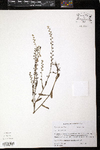 Myosotis verna image