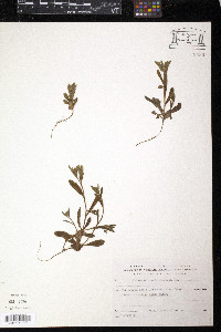 Image of Melanortocarya obtusifolia