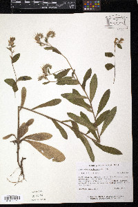 Onosmodium virginianum image