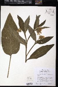 Symphytum officinale image