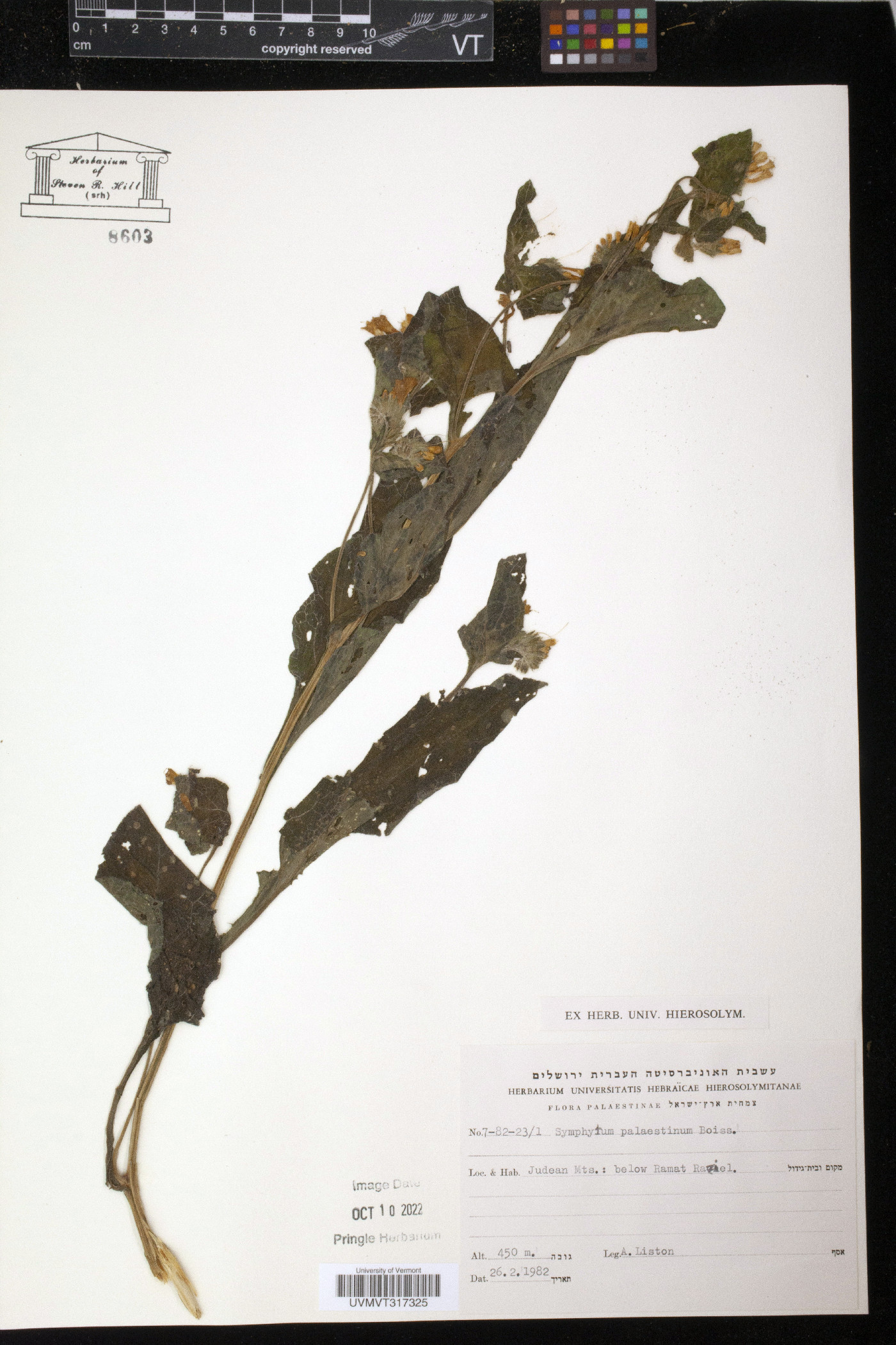Symphytum brachycalyx image