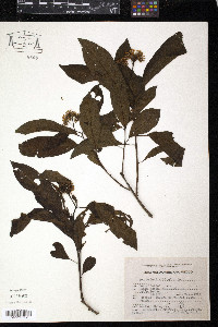 Tournefortia bicolor image