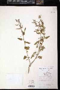 Tragia betonicifolia image