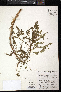 Phyllanthus stipulatus image