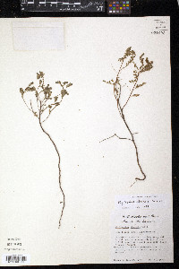 Phyllanthus abnormis image