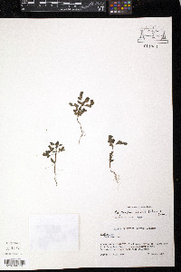 Phyllanthus amarus image