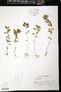 Phyllanthus caroliniensis image