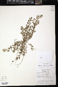 Phyllanthus polygonoides image