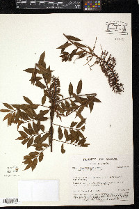 Mabea angustifolia image