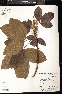 Hevea benthamiana image