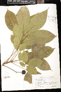 Hevea brasiliensis image