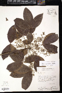 Hevea guianensis image