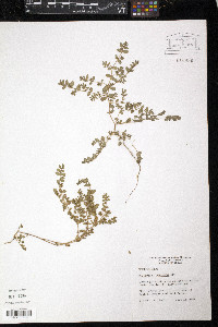 Euphorbia prostrata image