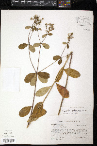 Euphorbia pubentissima image