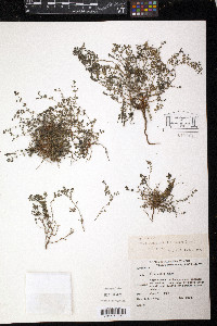 Euphorbia stoddartii image