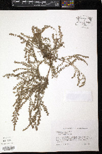 Euphorbia thymifolia image