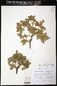 Cnidoscolus urens var. stimulosus image