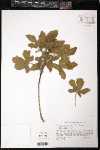 Cnidoscolus urens var. stimulosus image