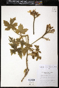 Cnidoscolus texanus image