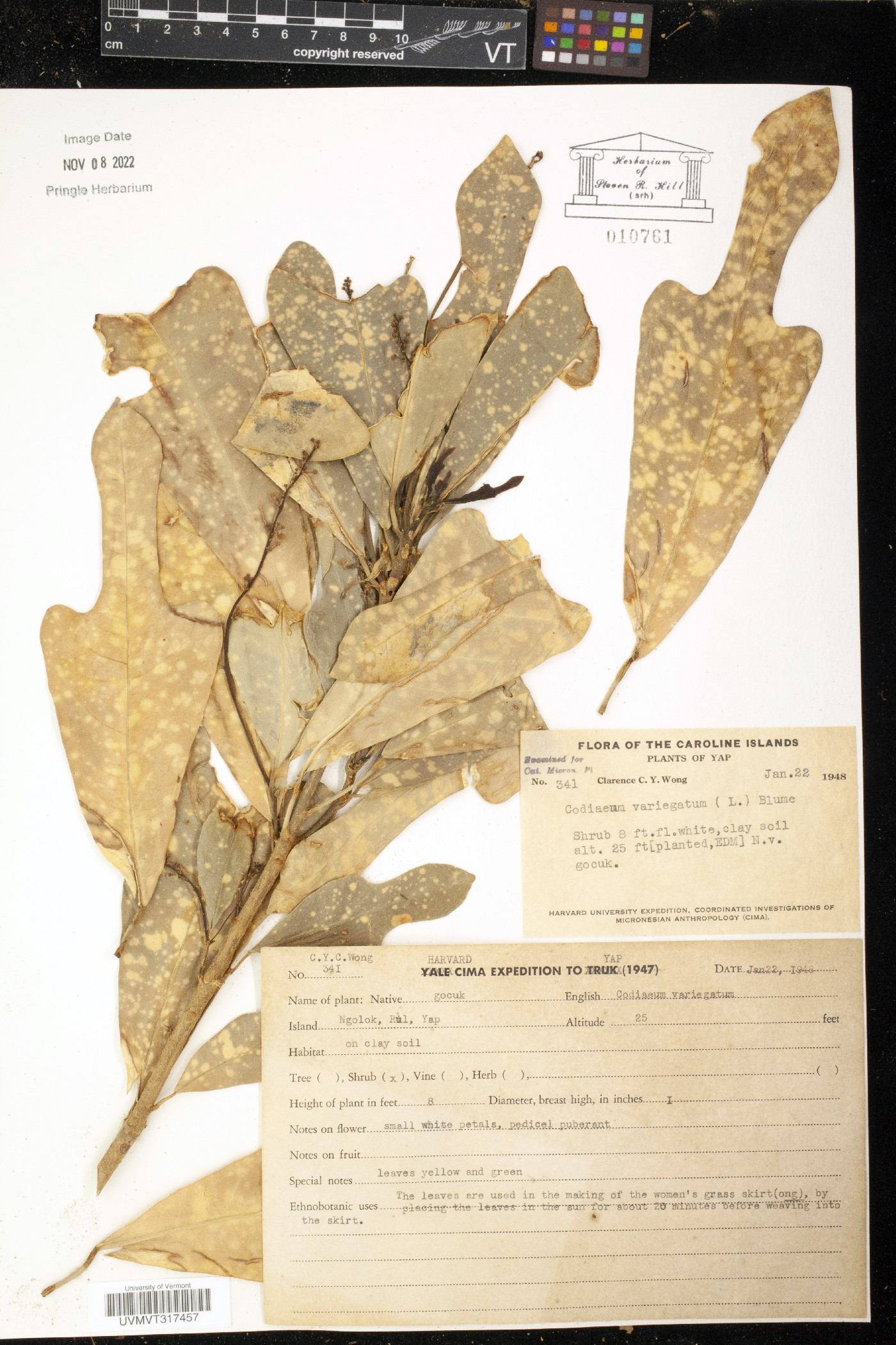 Codiaeum variegatum image