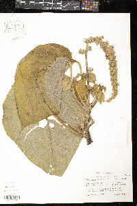 Croton draco image