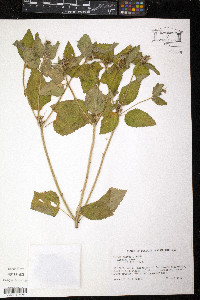 Croton hirtus image