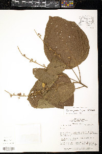 Croton palanostigma image