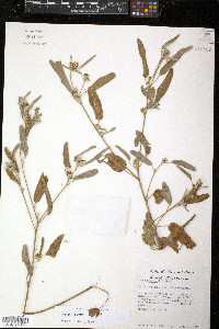 Croton parksii image