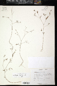 Croton michauxii var. ellipticus image