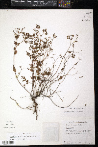 Chamaesyce anychioides image