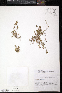 Euphorbia balbisii image