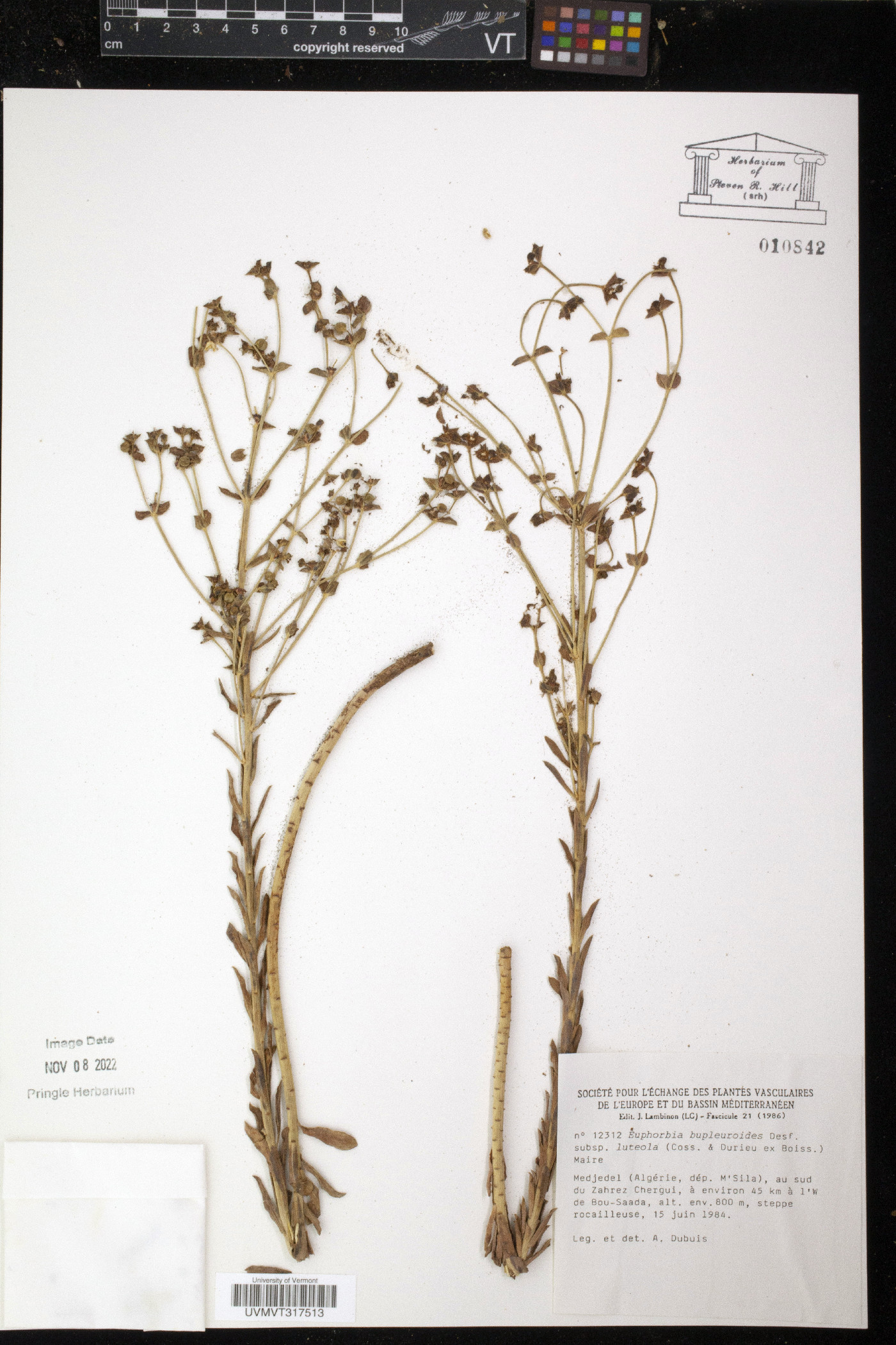 Euphorbia bupleuroides image