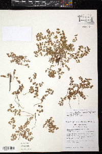 Euphorbia fendleri image