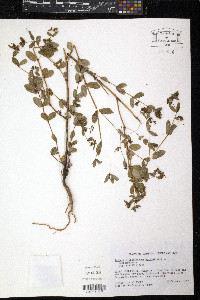 Chamaesyce hyssopifolia image