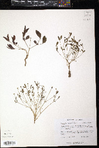 Euphorbia ipecacuanhae image