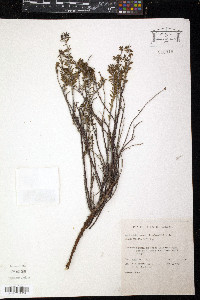 Euphorbia mesembrianthemifolia image