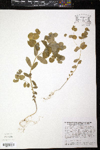 Euphorbia phymatosperma image