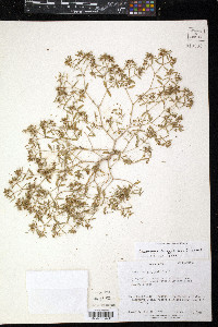 Euphorbia polygonifolia image