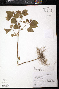 Acalypha arvensis image